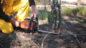 Best Aeration Services  in Wildwood, TN
