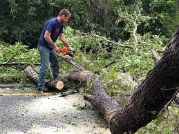 How Our Tree Care Process Works  in  Wildwood, TN