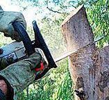 Best Fruit Tree Pruning  in Wildwood, TN