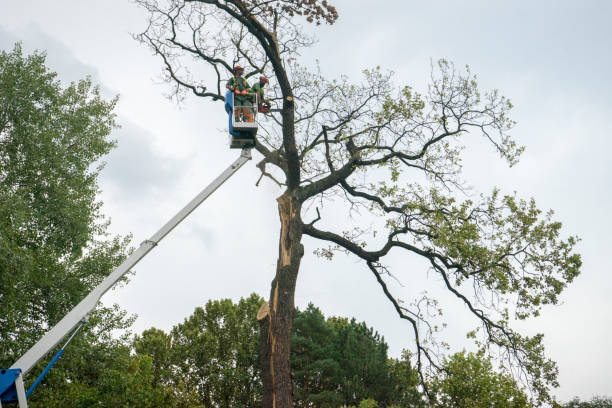 Best Firewood Processing and Delivery  in Wildwood, TN