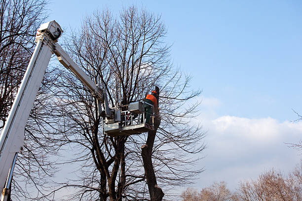 Wildwood, TN Tree Care Company